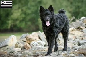 Read more about the article Hrvatski ovčar breeders and puppies in Brittany