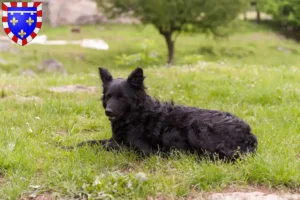 Read more about the article Hrvatski ovčar breeders and puppies in Centre-Val de Loire