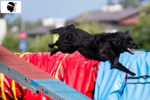 Read more about the article Hrvatski ovčar breeders and puppies in Corsica