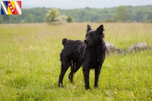 Read more about the article Hrvatski ovčar breeders and puppies in Grand Est