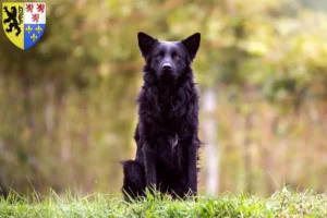 Read more about the article Hrvatski ovčar breeders and puppies in Hauts-de-France