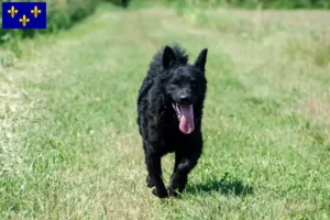 Read more about the article Hrvatski ovčar breeders and puppies in Île-de-France