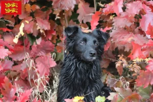 Read more about the article Hrvatski ovčar breeders and puppies in Normandy