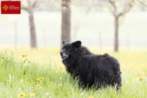 Read more about the article Hrvatski ovčar breeders and puppies in Occitania