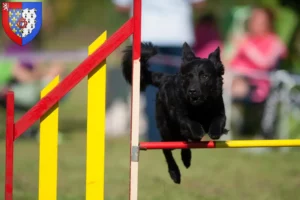 Read more about the article Hrvatski ovčar breeders and puppies in Pays de la Loire