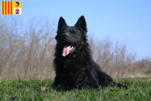 Read more about the article Hrvatski ovčar breeders and puppies in Provence-Alpes-Côte d’Azur