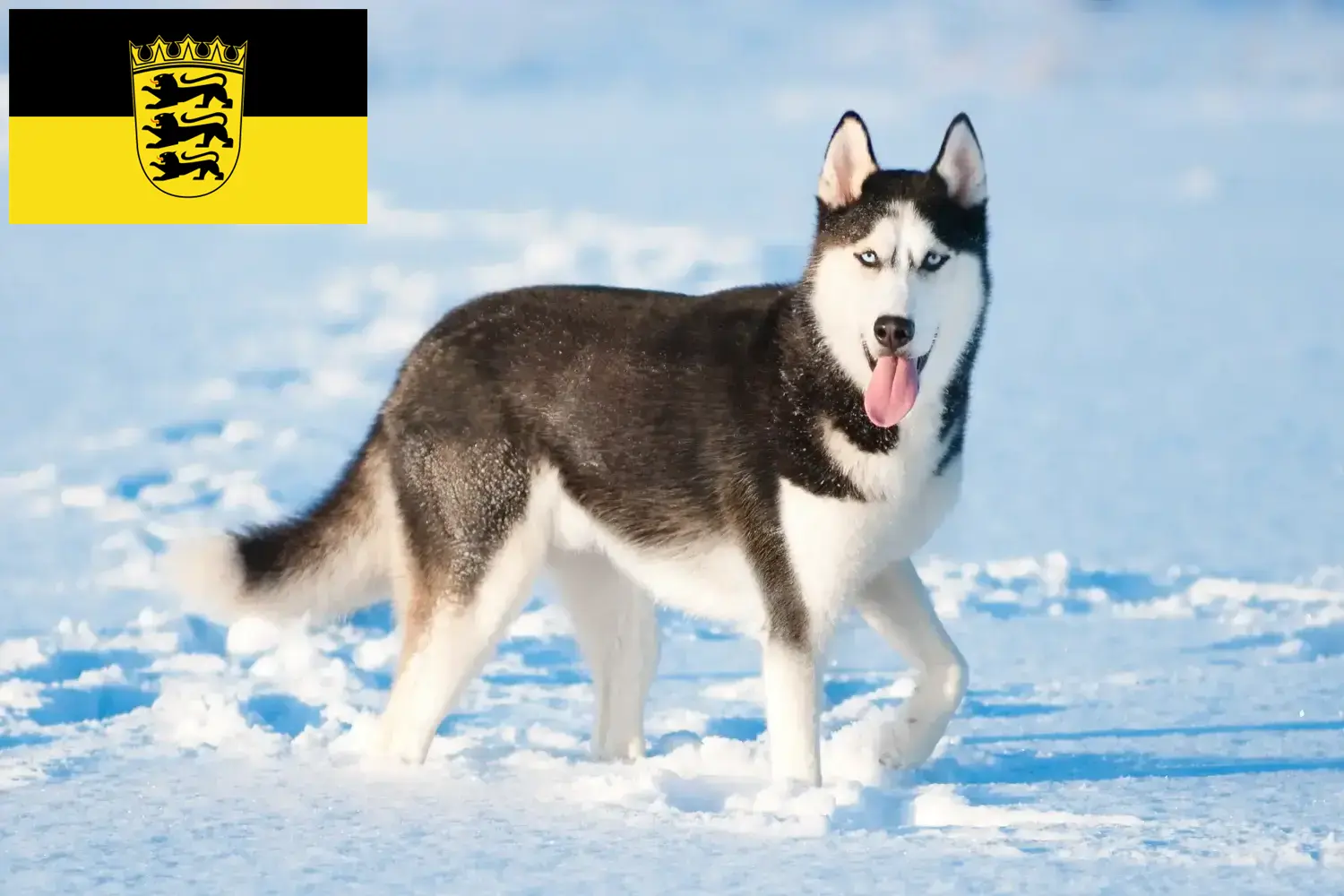 Husky puppies and breeders Baden-Württemberg Here you can find Husky breeders in Baden-Württemberg.