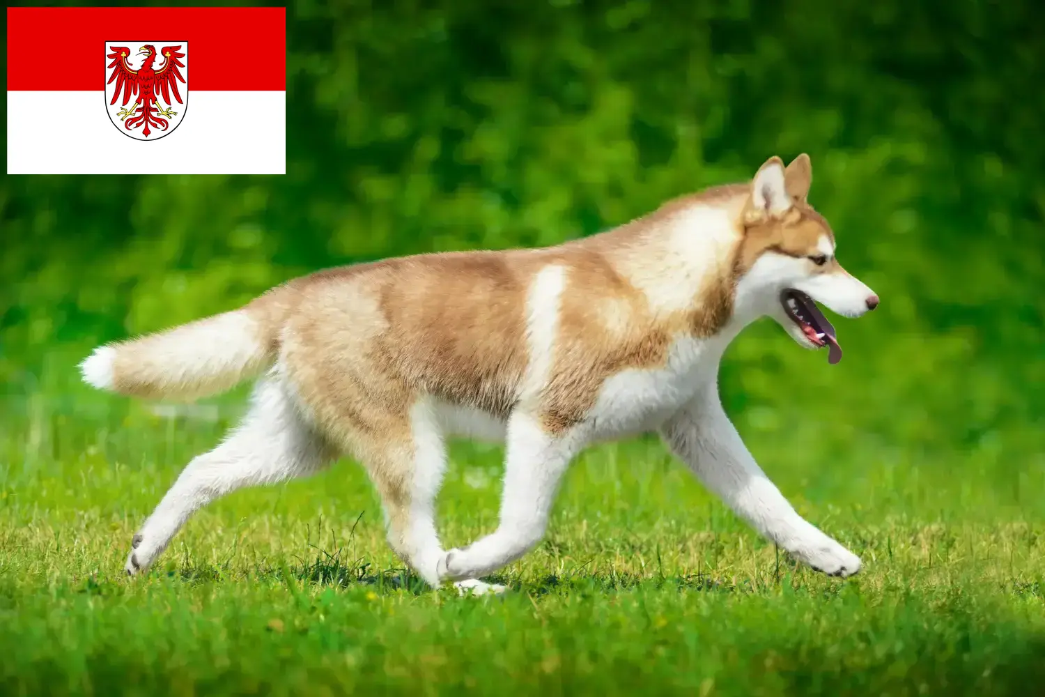 Husky puppies and breeders Brandenburg Here you can find Husky breeders in Brandenburg.