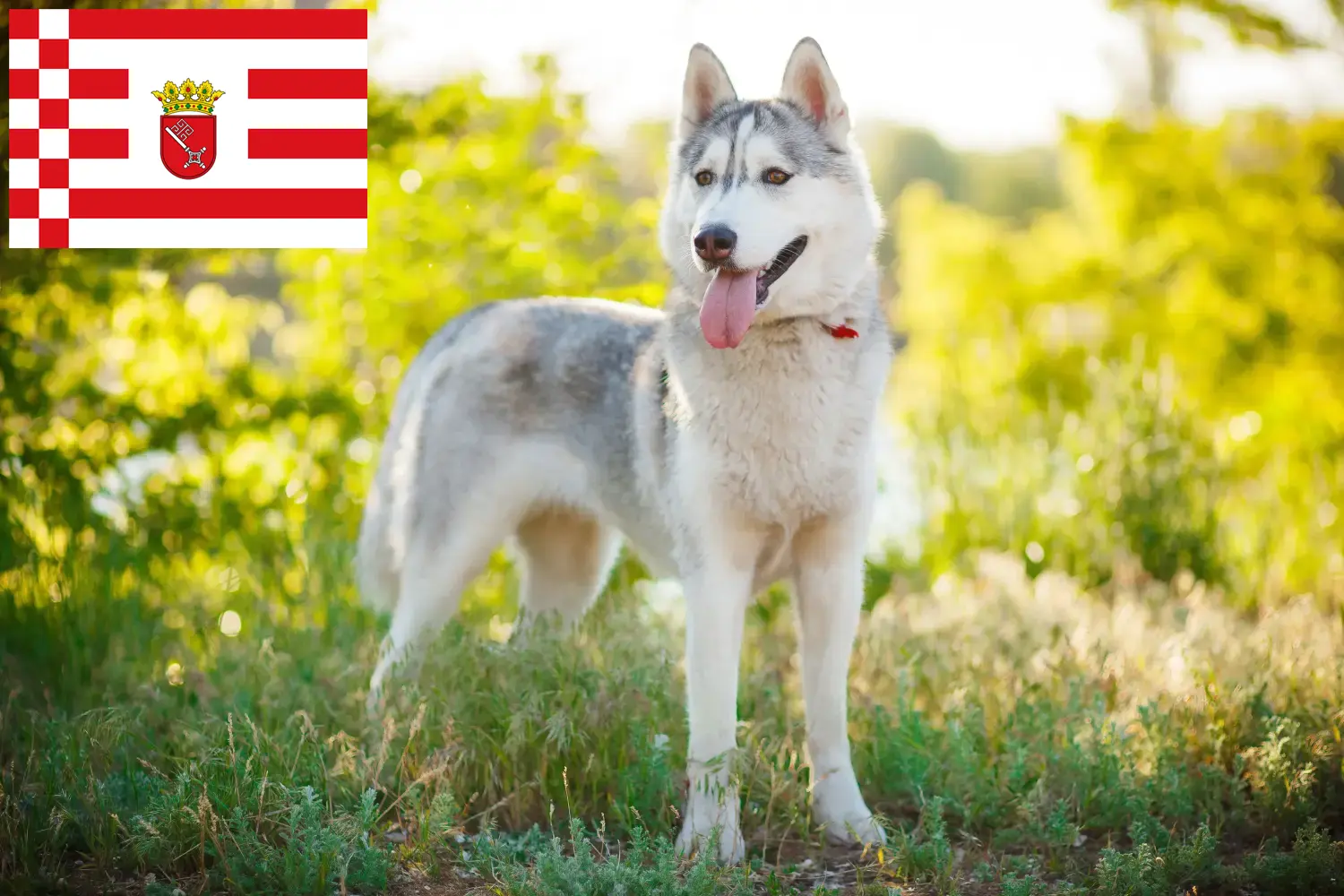 Husky puppies and breeders Bremen Here you can find Husky breeders in Bremen.