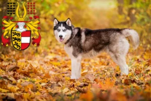 Read more about the article Husky breeders and puppies in Carinthia