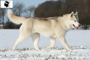 Read more about the article Husky breeders and puppies in Corsica