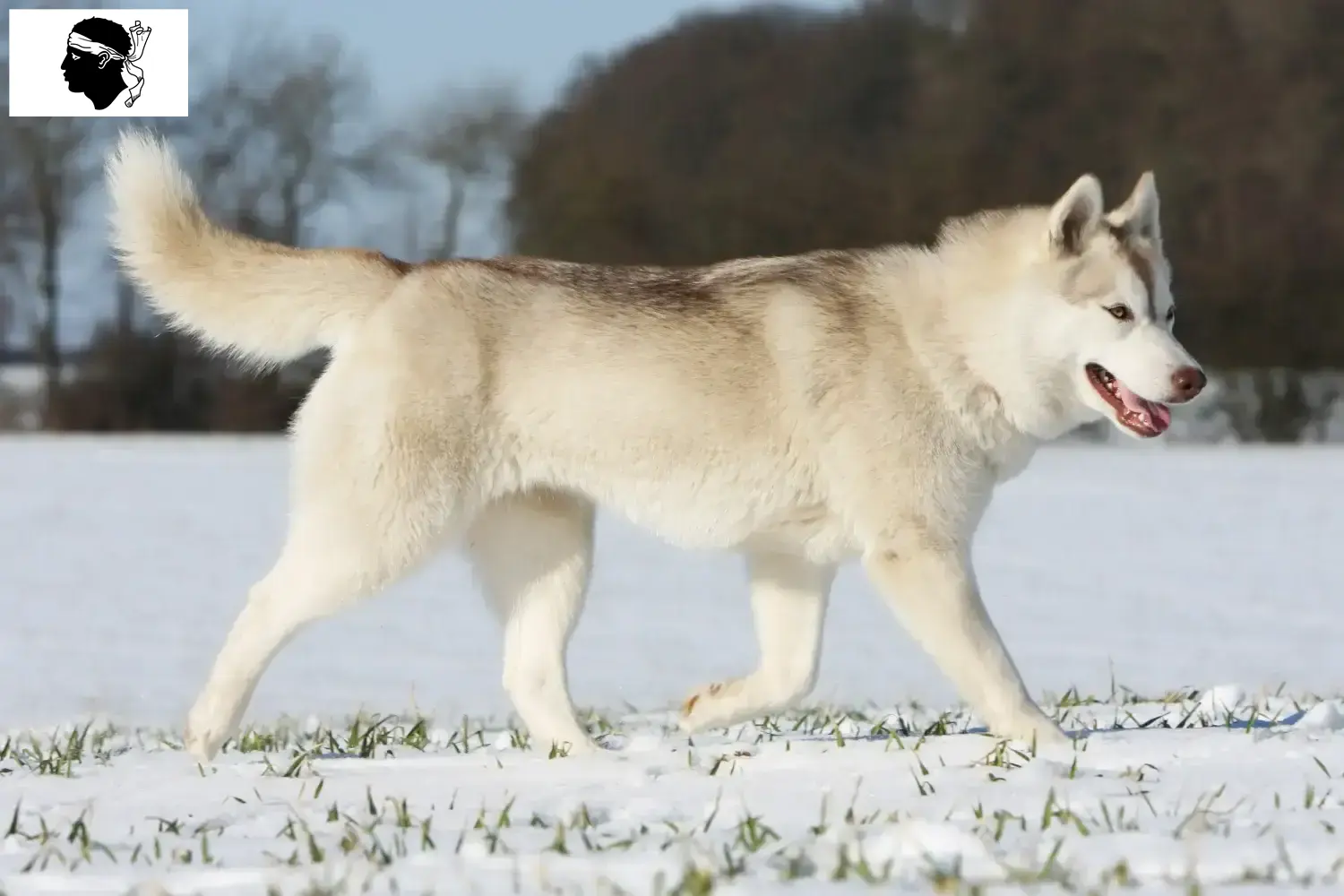 Read more about the article Husky breeders and puppies in Corsica
