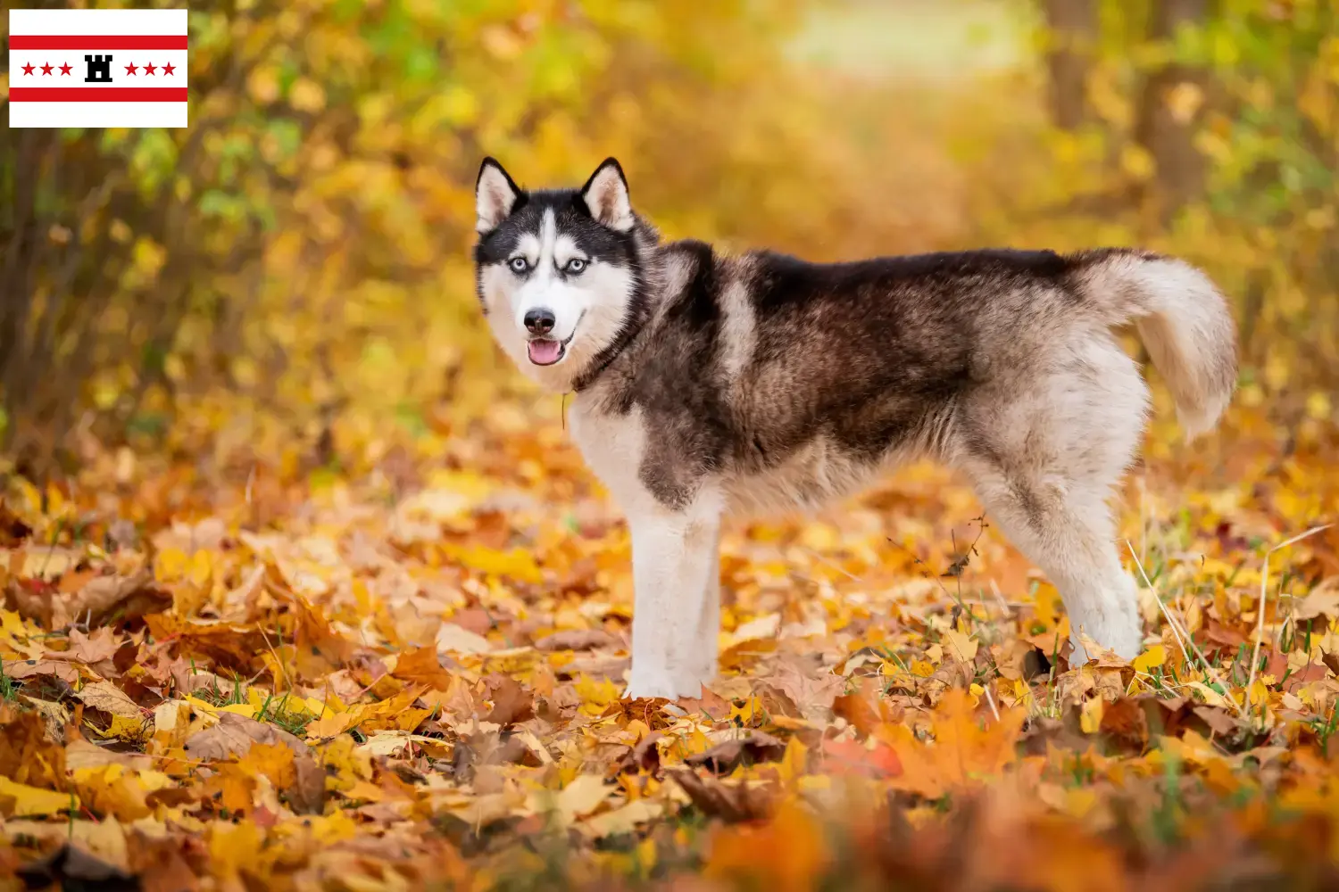 Husky puppies and breeders Drenthe Find Husky breeders in Drenthe.
