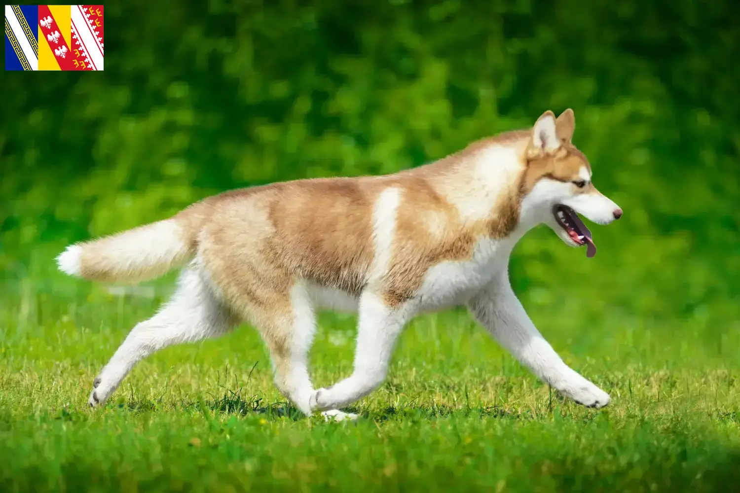 Husky puppies and breeder Grand Est Find Husky breeders in Grand Est.