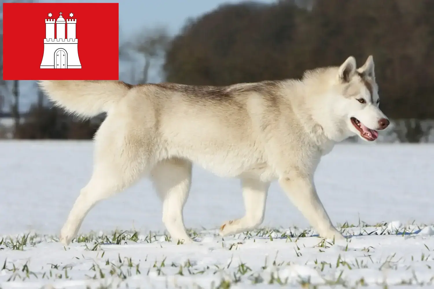 Husky puppies and breeders Hamburg Here you can find Husky breeders in Hamburg.