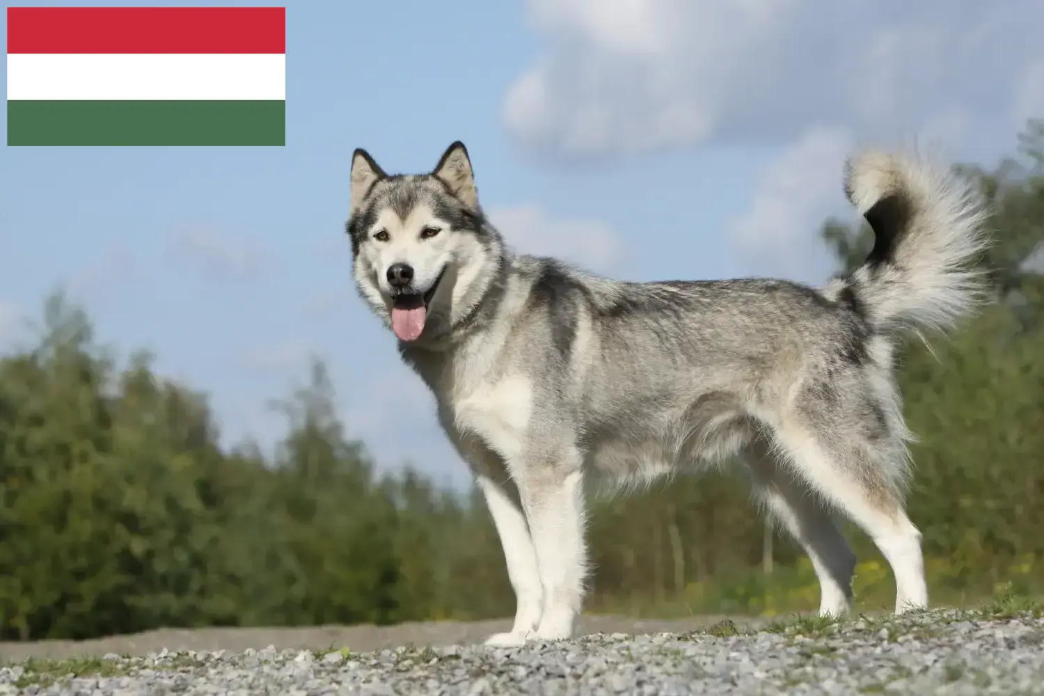 Husky puppies and breeders Hungary Here you can find Husky breeders in Hungary.