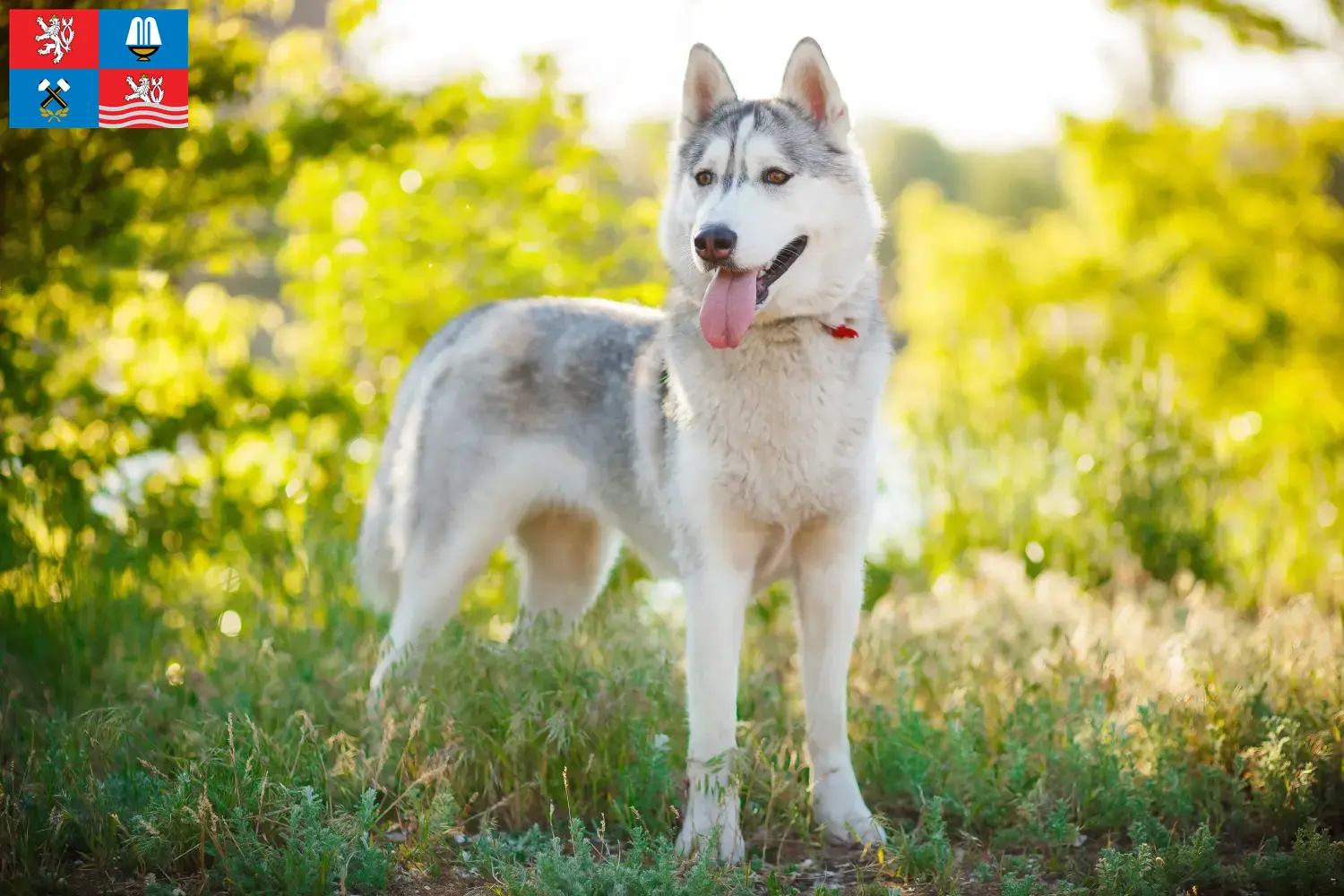 Husky puppies and breeders Karlsbad Here you can find Husky breeders in Karlsbad.