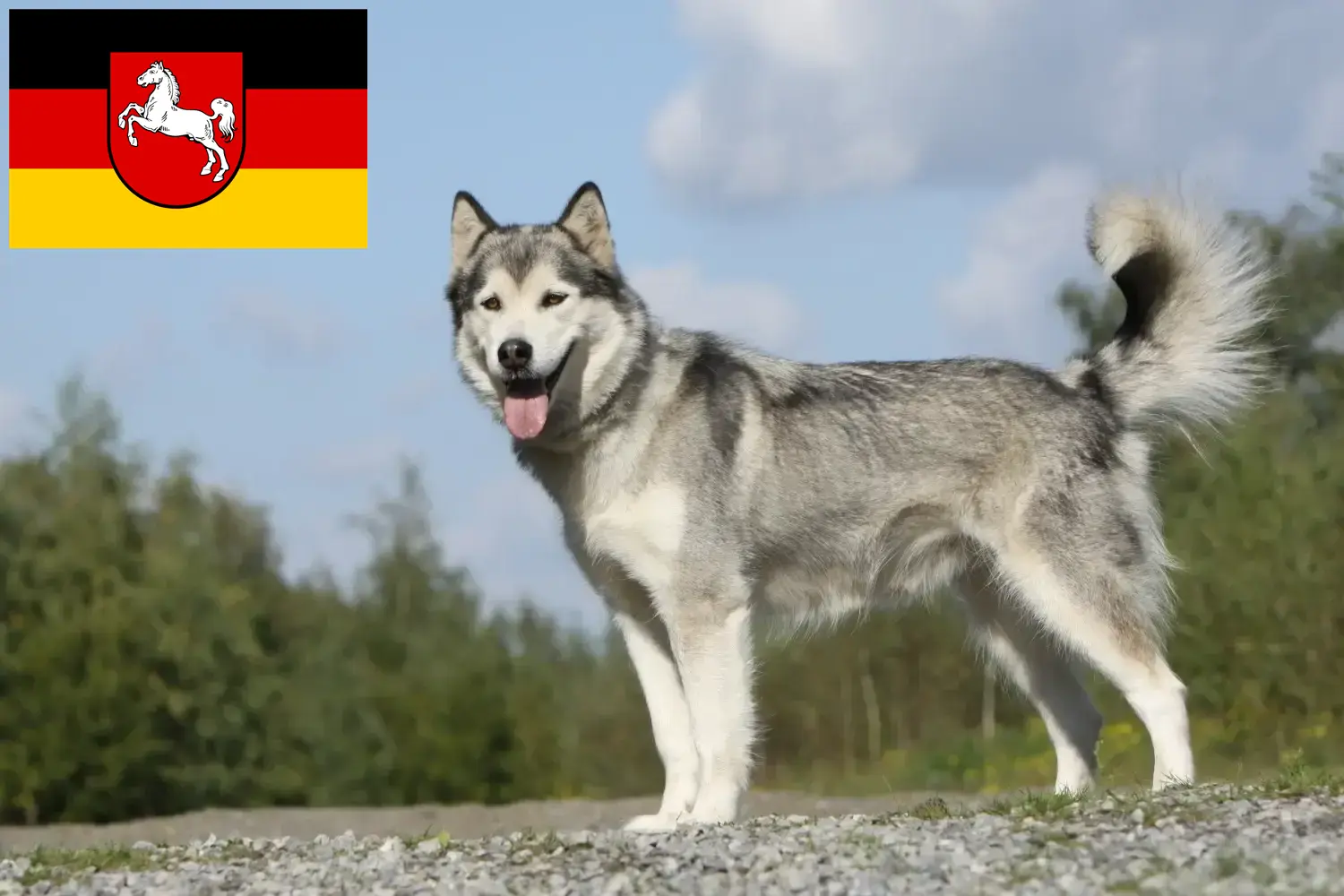 Husky puppies and breeders Lower Saxony Here you can find Husky breeders in Lower Saxony.