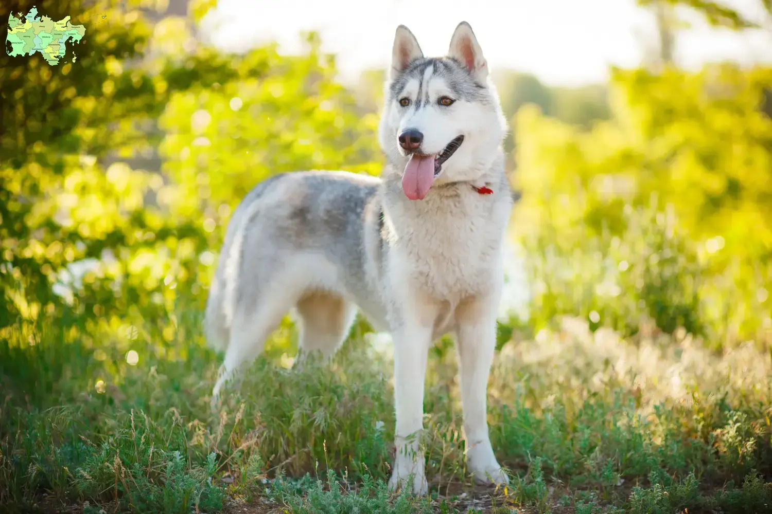 Husky puppies and breeders Midtjylland Here you can find Husky breeders in Midtjylland.