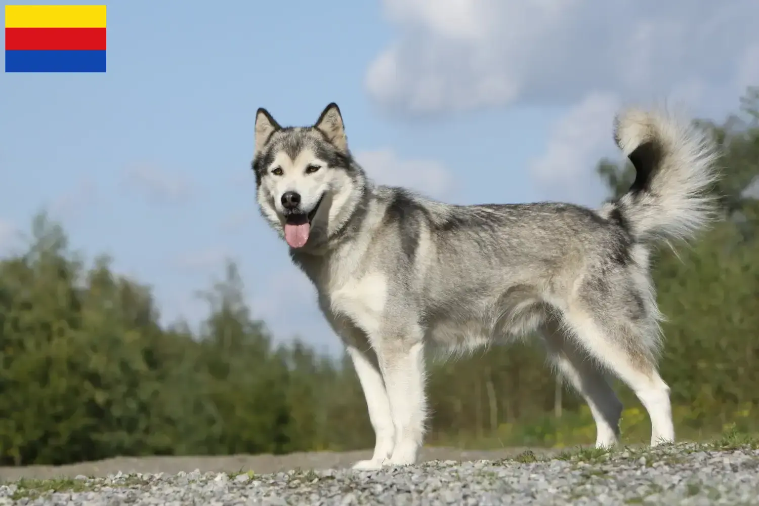 Husky puppies and breeders North Holland Find Husky breeders in North Holland.