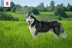Read more about the article Husky breeders and puppies in Nouvelle-Aquitaine