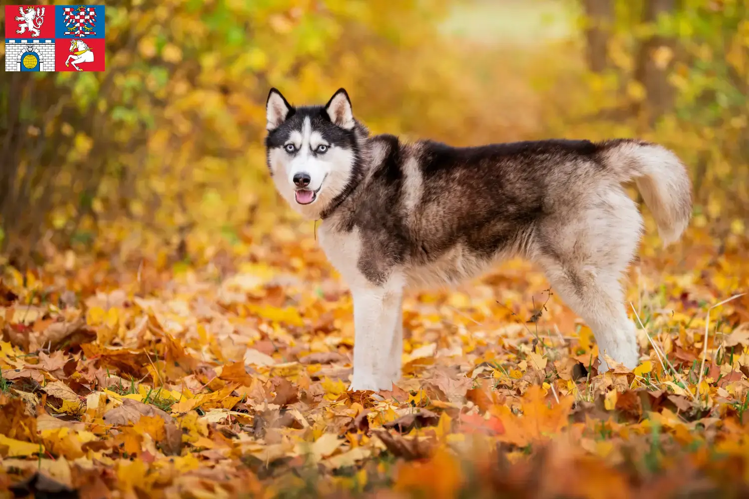 Husky puppies and breeders Pardubice Find Husky breeders in Pardubice.