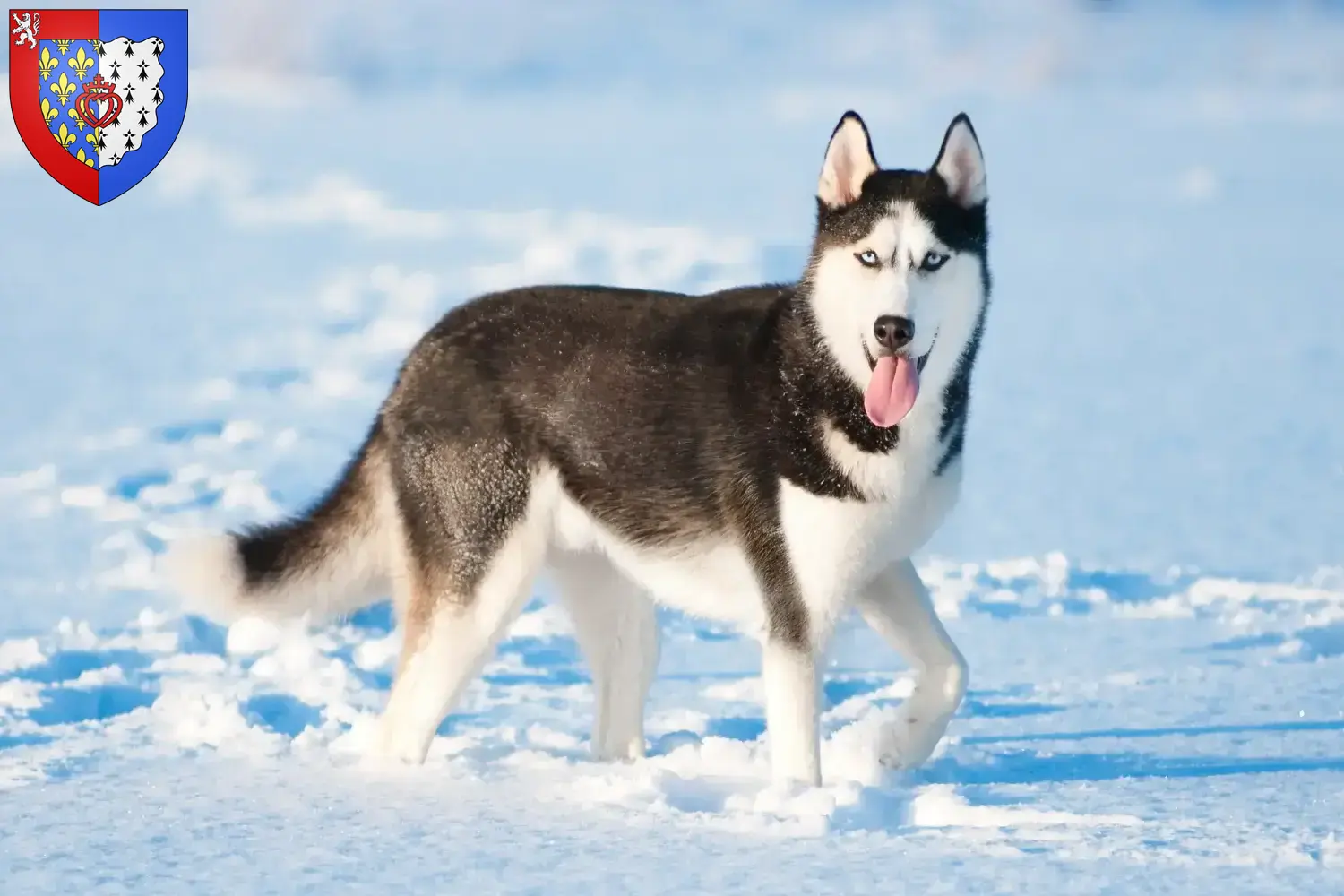 Husky puppies and breeders Pays de la Loire Find Husky breeders in Pays de la Loire.