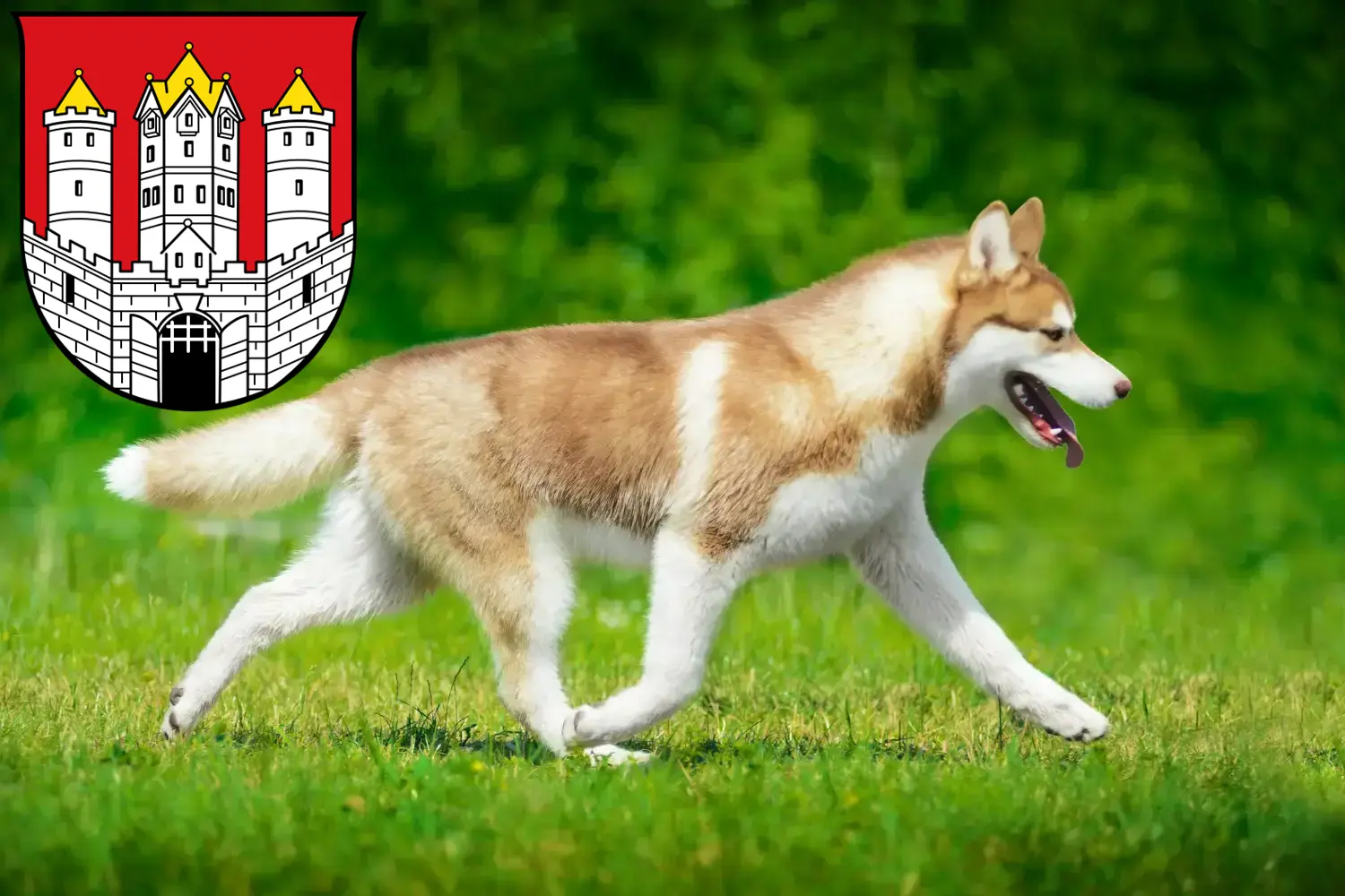 Husky puppies and breeders Salzburg Here you can find Husky breeders in Salzburg.