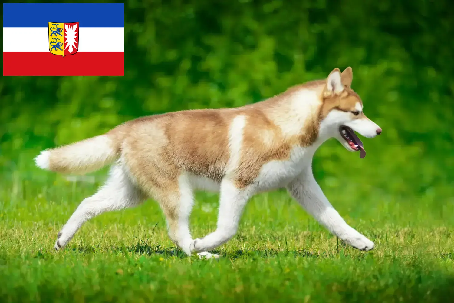 Husky puppies and breeders Schleswig-Holstein Here you can find Husky breeders in Schleswig-Holstein.