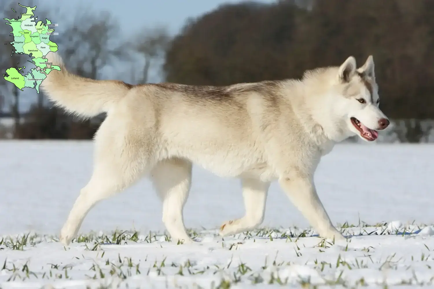 Husky puppies and breeders Sjælland Here you can find Husky breeders in Sjælland.