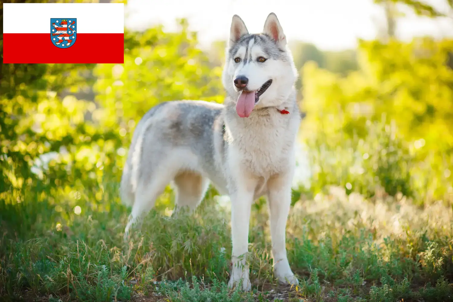 Husky puppies and breeders Thuringia Here you can find Husky breeders in Thuringia.