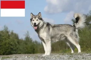 Read more about the article Husky breeders and puppies in Vienna