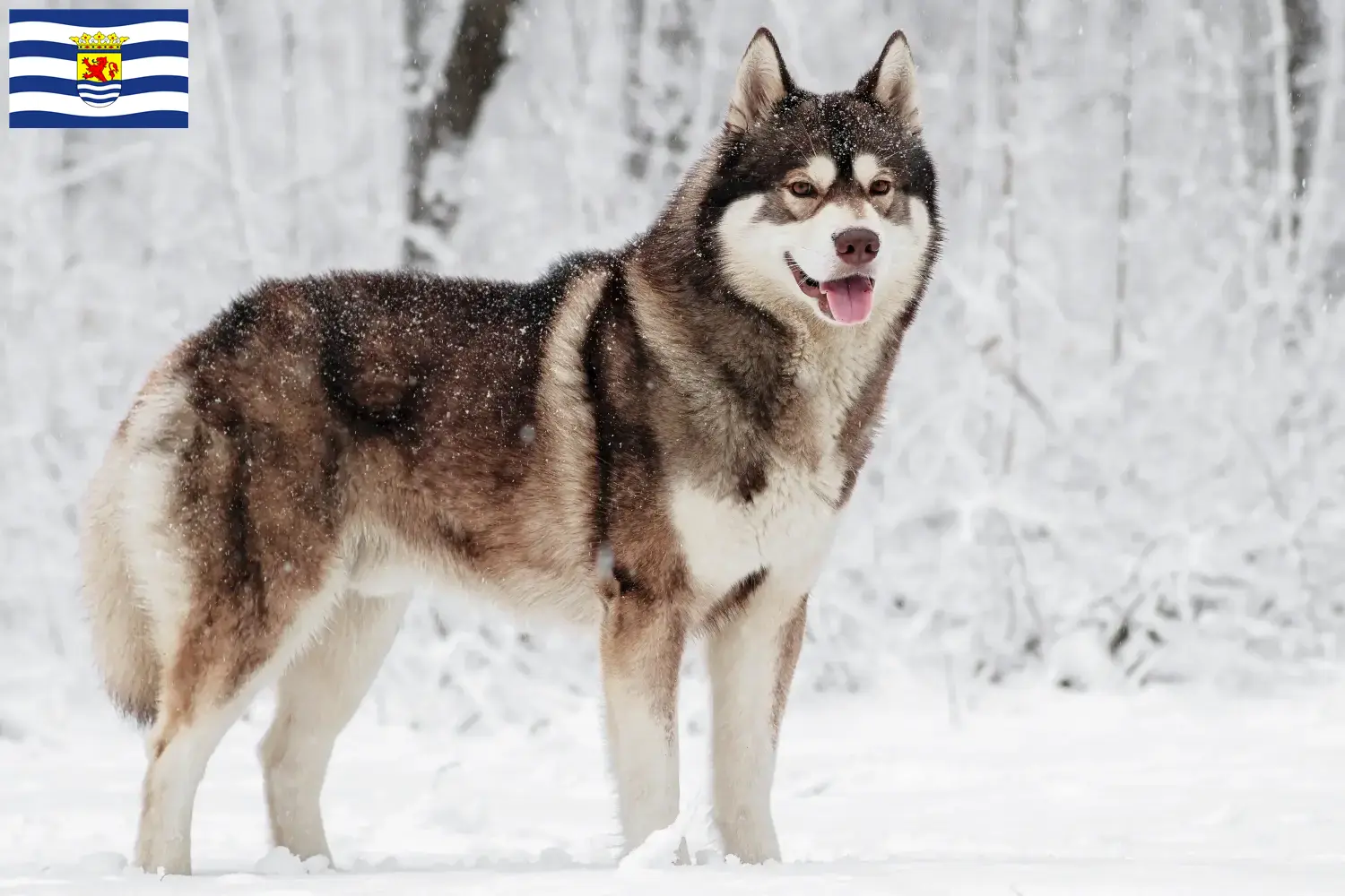 Husky puppies and breeders Zeeland Here you can find Husky breeders in Zeeland.