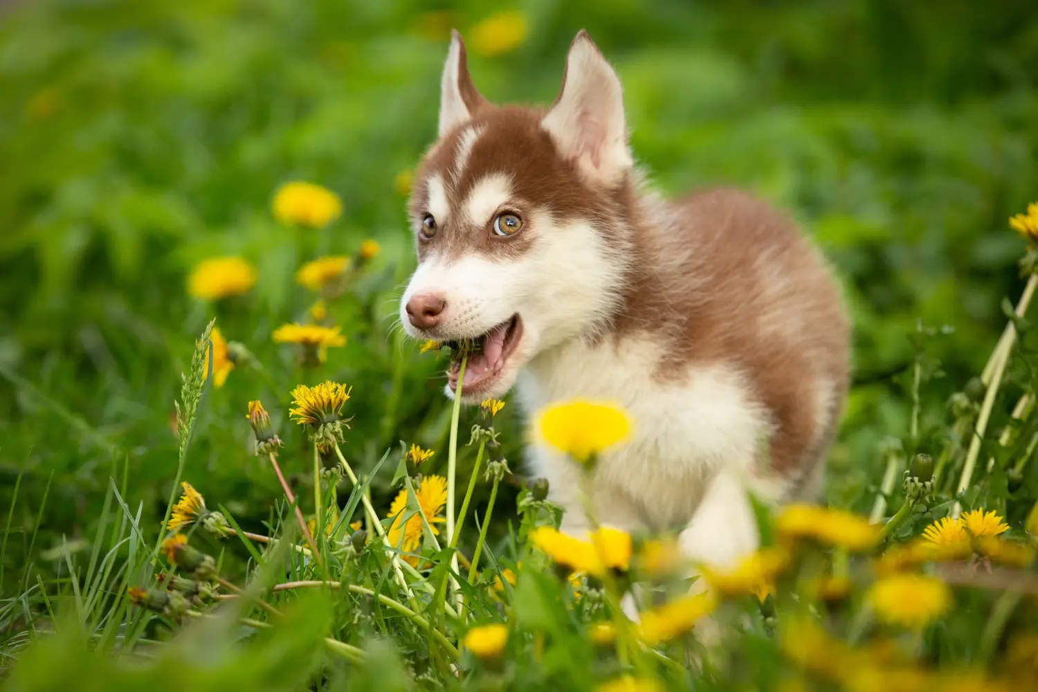 Buying a Husky puppy means taking responsibility! Buy Husky puppies.
