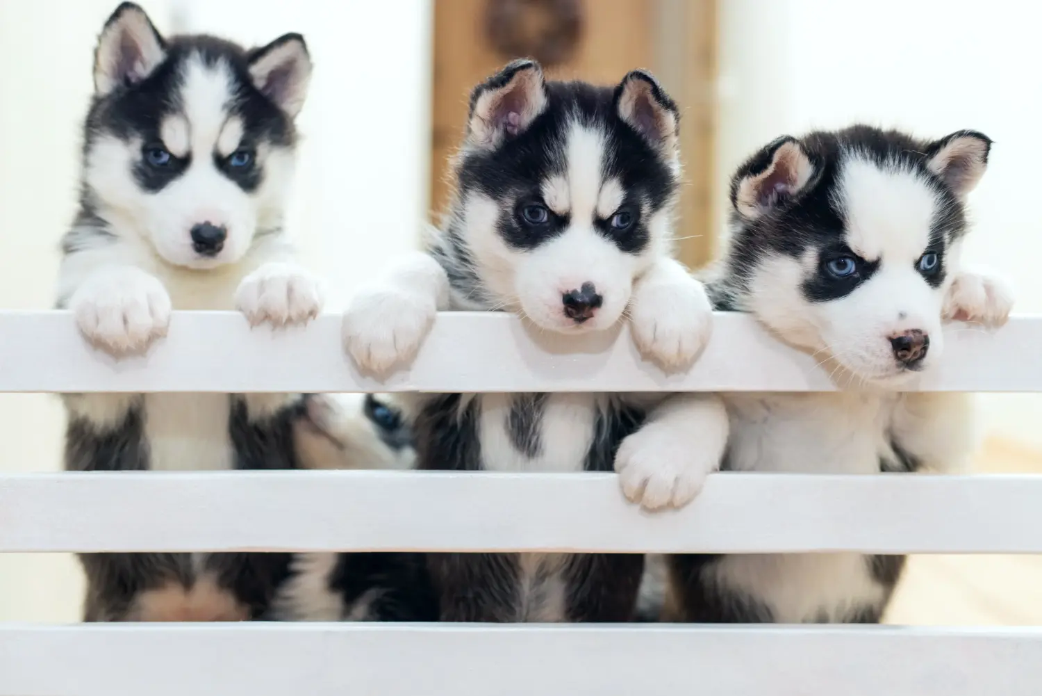 Buying a Husky puppy means taking responsibility! Buy Husky puppies.