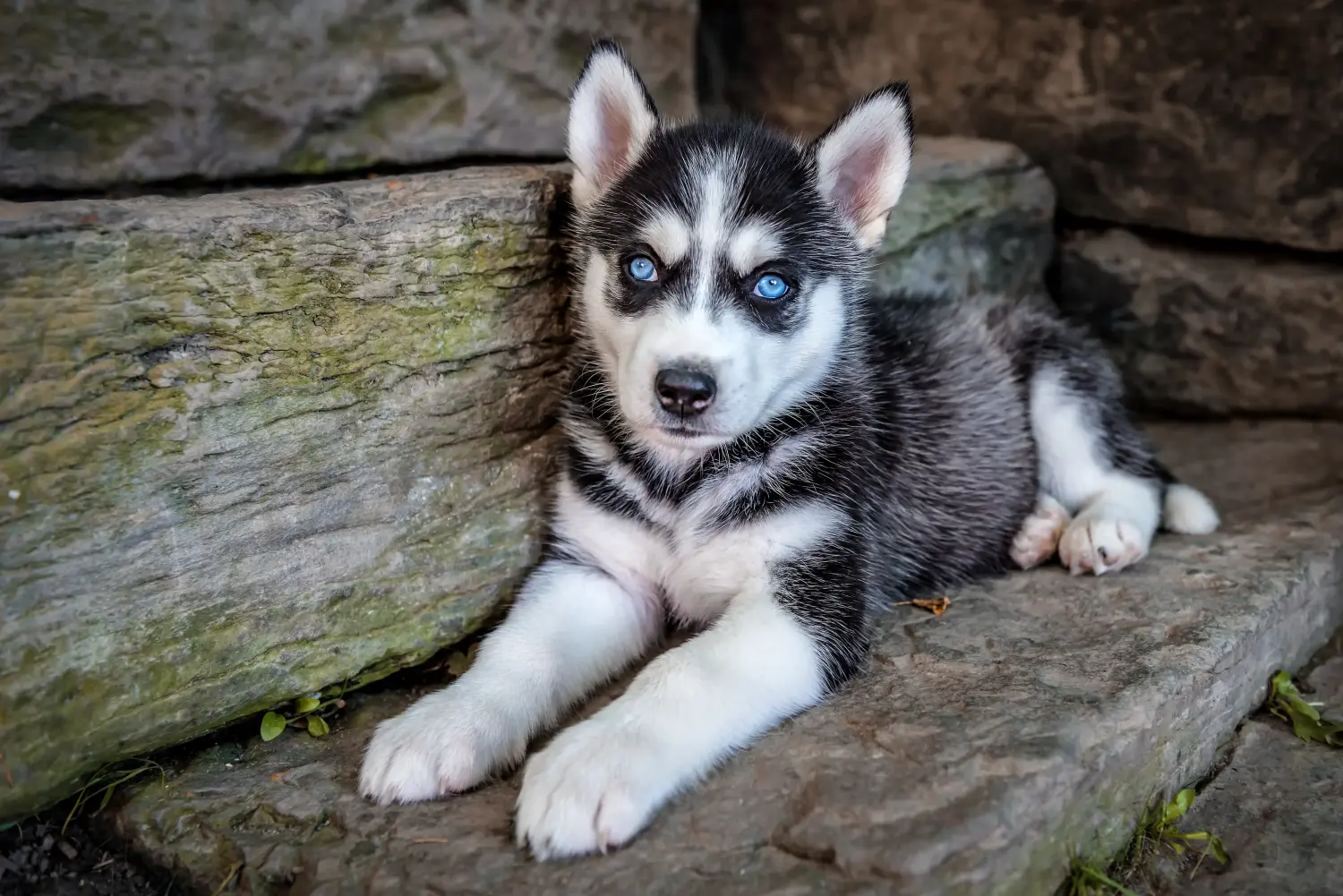 Buying a Husky puppy means taking responsibility! Buy Husky puppies.