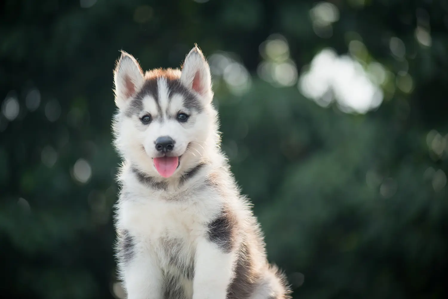 Buying a Husky puppy means taking responsibility! Buy Husky puppies.