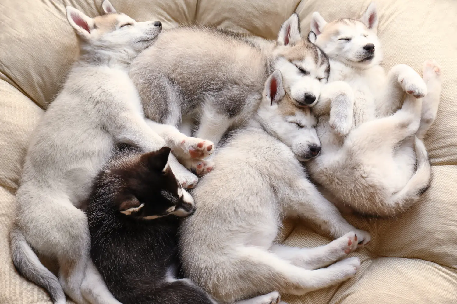 Buying a Husky puppy means taking responsibility! Buy Husky puppies.