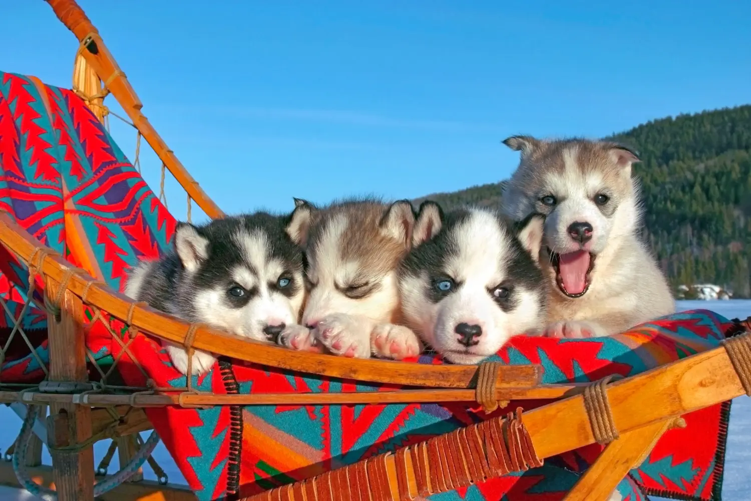 Buying a Husky puppy means taking responsibility! Buy Husky puppies.