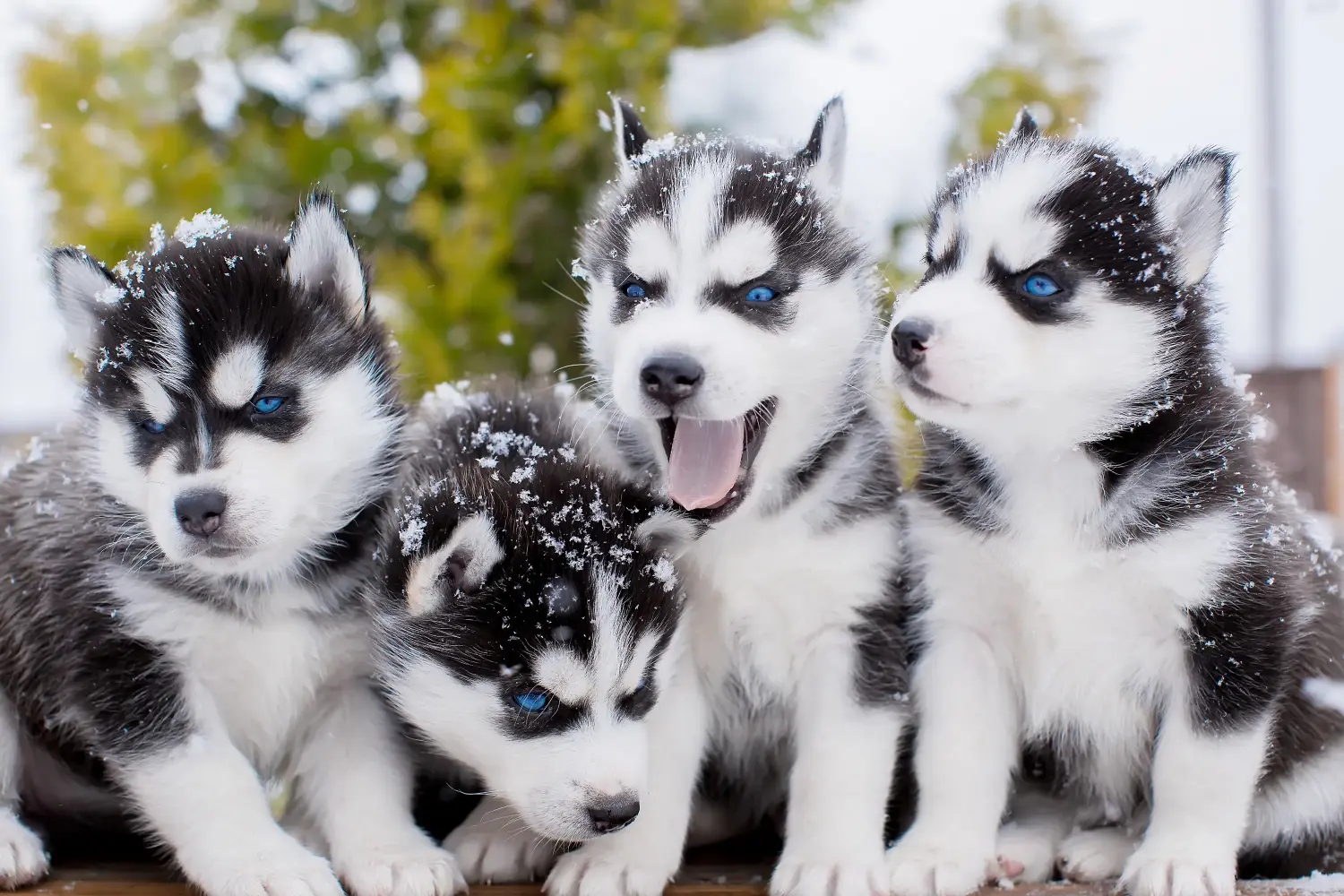Buying a Husky puppy means taking responsibility! Buy Husky puppies.