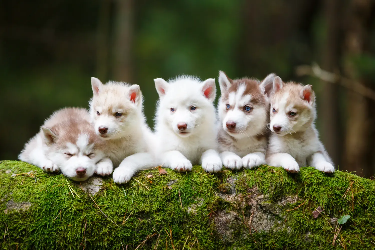 Buying a Husky puppy means taking responsibility! Buy Husky puppies.