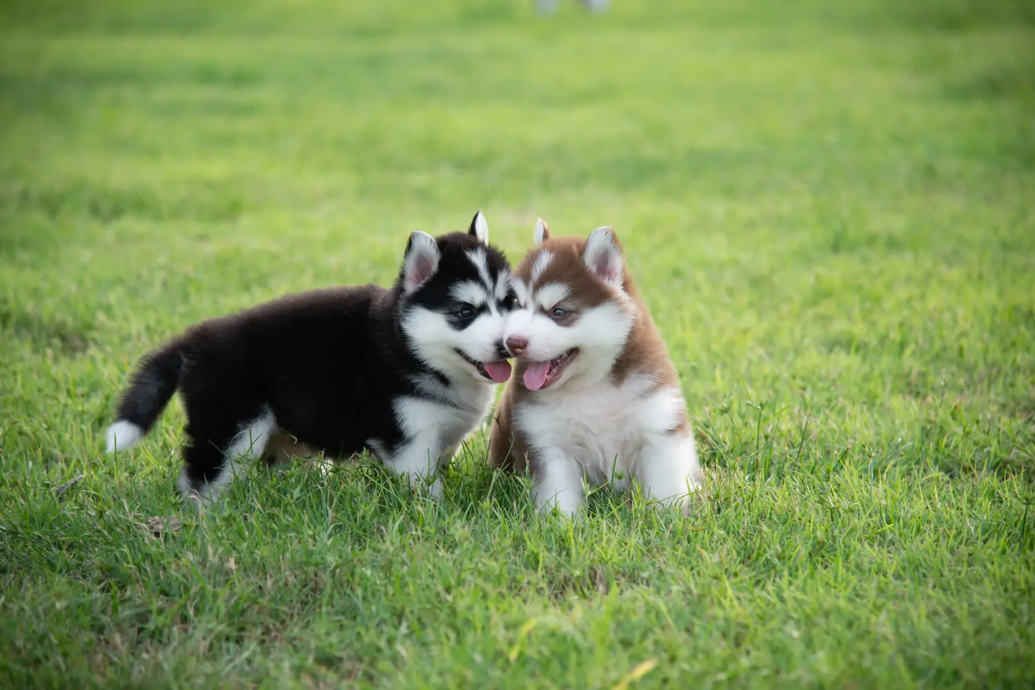 Buying a Husky puppy means taking responsibility! Buy Husky puppies.