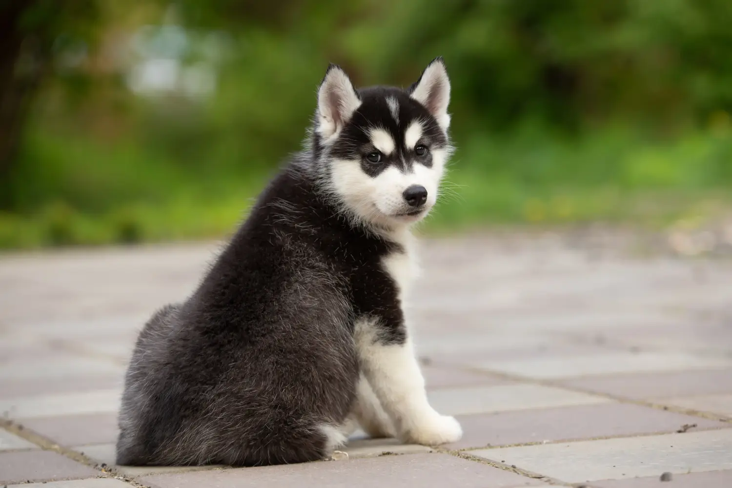 Buying a Husky puppy means taking responsibility! Buy Husky puppies.