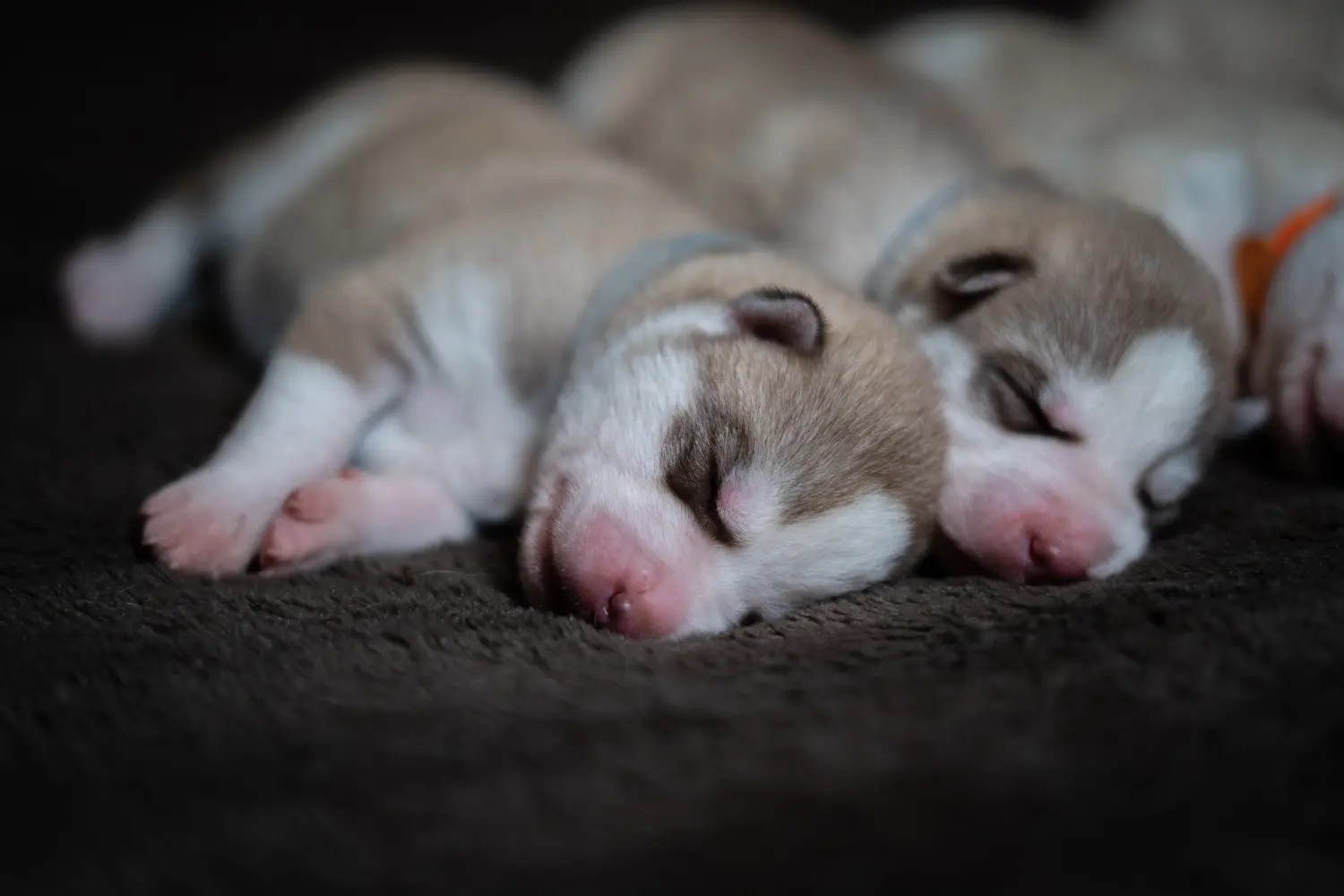 Buying a Husky puppy means taking responsibility! Buy Husky puppies.