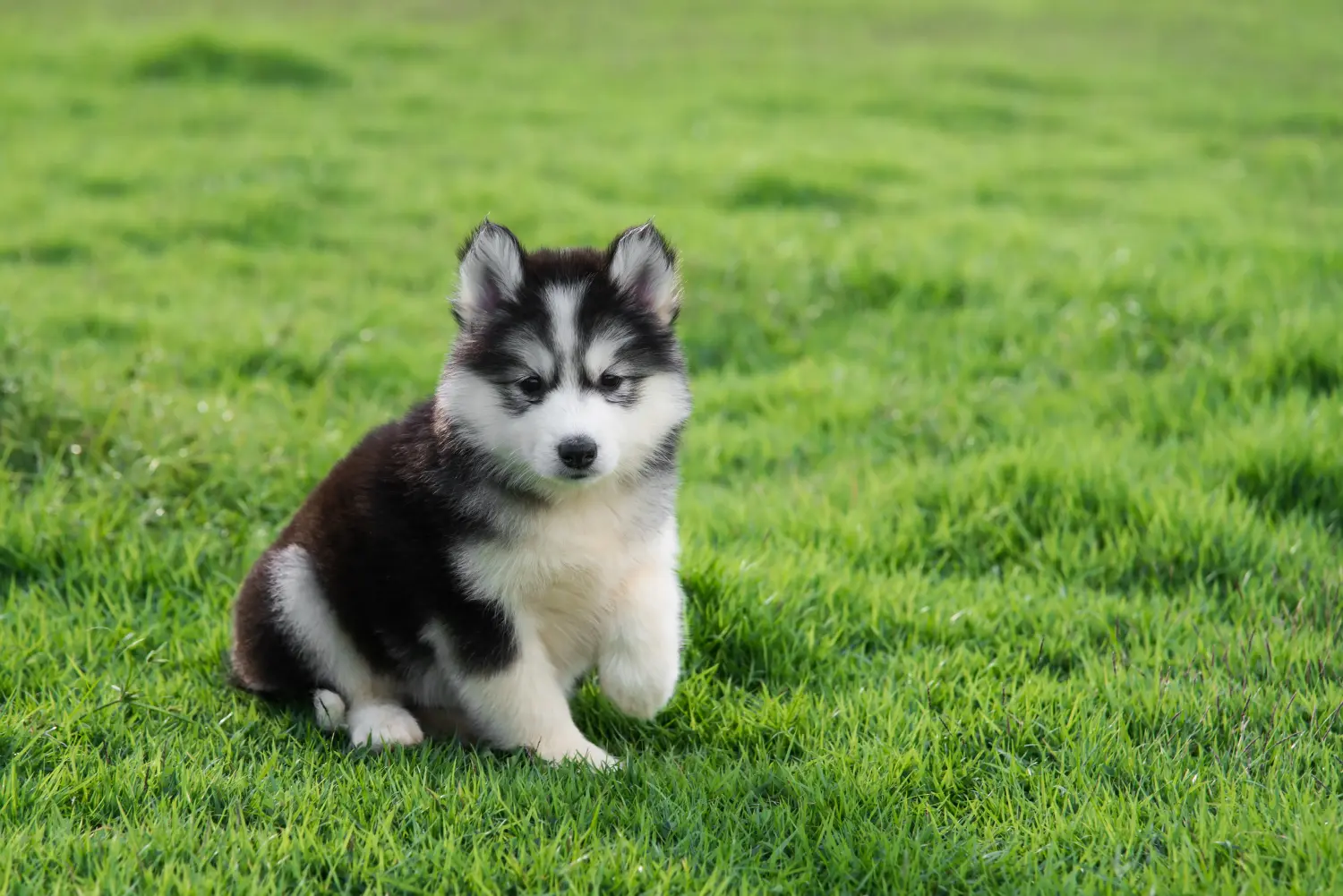 Buying a Husky puppy means taking responsibility! Buy Husky puppies.