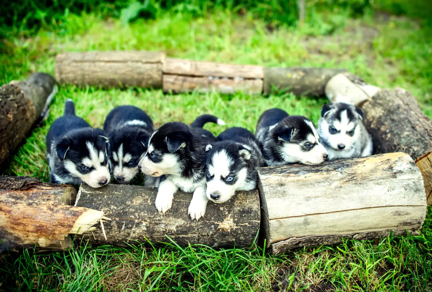 Buying a Husky puppy means taking responsibility! Buy Husky puppies.