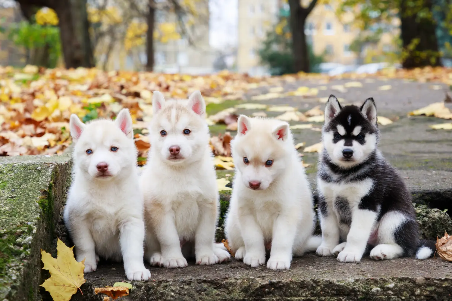 Buying a Husky puppy means taking responsibility! Buy Husky puppies.