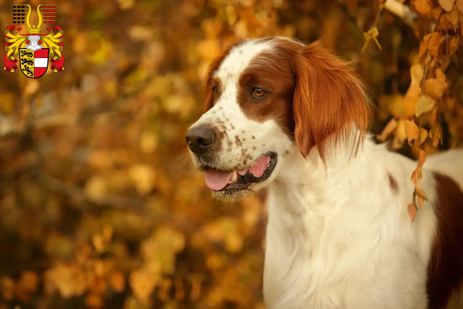 Irish Red and White Setter puppies and breeders Carinthia Here you can find Irish Red and White Setter breeders in Carinthia.