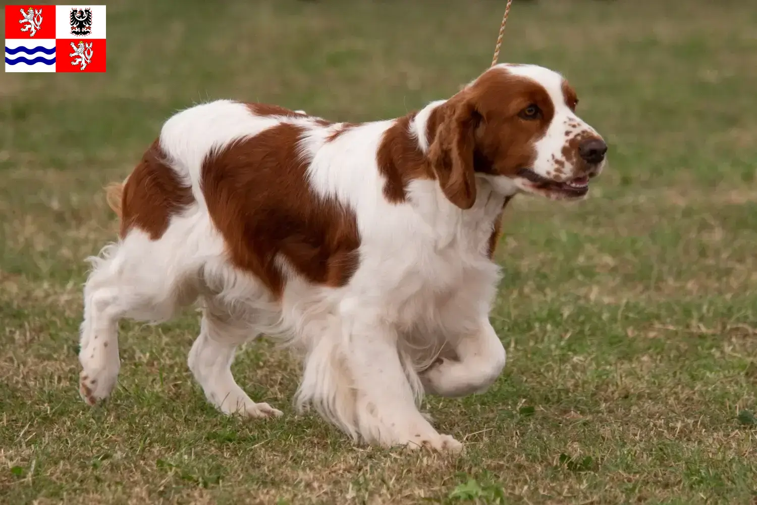 Irish Red and White Setter puppies and breeder Central Bohemia Here you can find Irish Red and White Setter breeders in Central Bohemia.