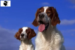 Read more about the article Irish Red and White Setter breeders and puppies in Corsica